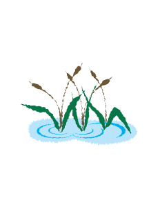 Cattail Plant Illustration Clip Art - New Orleans Free Vector Clip Art