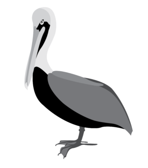 Black and White Pelican Vector Clip Art