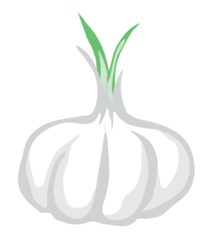 Garlic Vector Clip Art